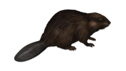 animals&Beaver png image.