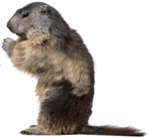 animals & Beaver free transparent png image.