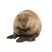 animals & beaver free transparent png image.