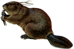 animals & Beaver free transparent png image.