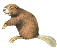 animals & beaver free transparent png image.