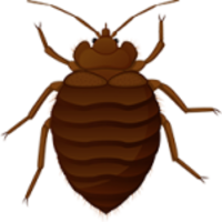 insects&Bed bug png image.