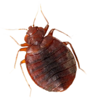 insects & Bed bug free transparent png image.