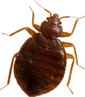 insects & Bed bug free transparent png image.