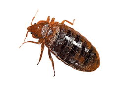 insects & Bed bug free transparent png image.