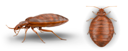 insects & Bed bug free transparent png image.