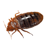 insects & bed bug free transparent png image.