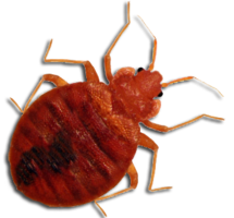 insects & bed bug free transparent png image.