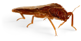 insects & Bed bug free transparent png image.