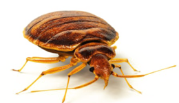 insects & bed bug free transparent png image.