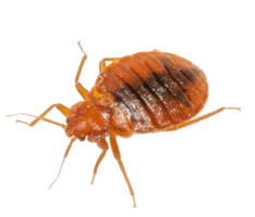 insects & bed bug free transparent png image.