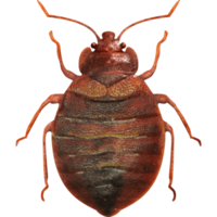 insects & Bed bug free transparent png image.