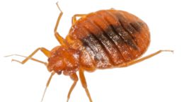 insects & Bed bug free transparent png image.