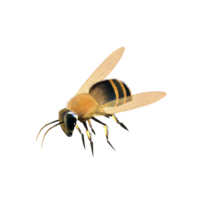 insects & Bee free transparent png image.