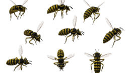 insects & Bee free transparent png image.