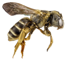 insects & Bee free transparent png image.