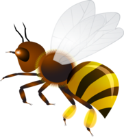 insects & Bee free transparent png image.