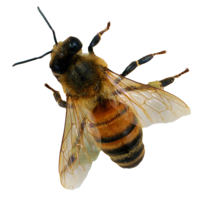 insects & Bee free transparent png image.