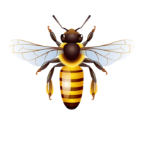 insects & Bee free transparent png image.