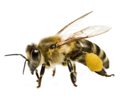 insects & Bee free transparent png image.