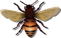 insects & bee free transparent png image.