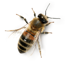 insects & Bee free transparent png image.