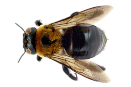 insects & Bee free transparent png image.