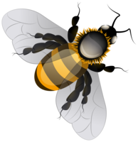 insects & bee free transparent png image.