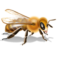 insects & Bee free transparent png image.