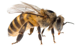 insects & Bee free transparent png image.