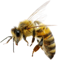 insects & Bee free transparent png image.