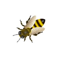 insects & Bee free transparent png image.