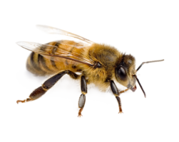 insects & Bee free transparent png image.