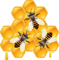 insects & Bee free transparent png image.