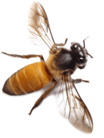 insects & Bee free transparent png image.