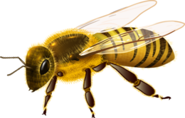 insects & Bee free transparent png image.