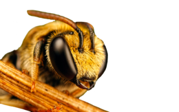 insects & Bee free transparent png image.