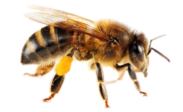 insects & Bee free transparent png image.