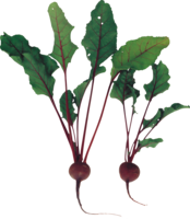 vegetables & beet free transparent png image.