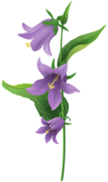 flowers & bellflower free transparent png image.