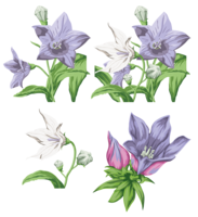 flowers & bellflower free transparent png image.