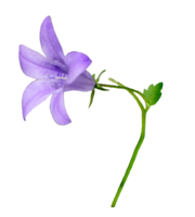 flowers & Bellflower free transparent png image.