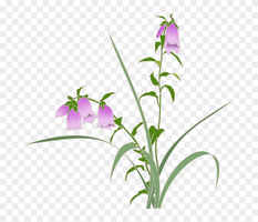 flowers & Bellflower free transparent png image.