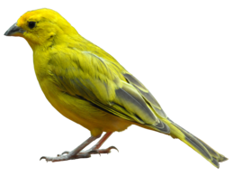 animals & Birds free transparent png image.