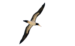 animals & birds free transparent png image.