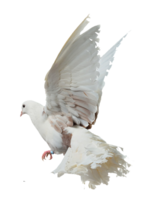 animals & birds free transparent png image.