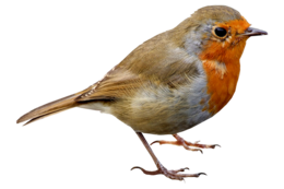 animals & Birds free transparent png image.