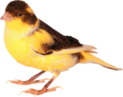 animals & birds free transparent png image.