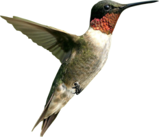 animals & Birds free transparent png image.