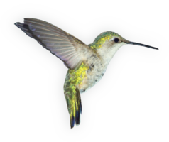 animals & birds free transparent png image.